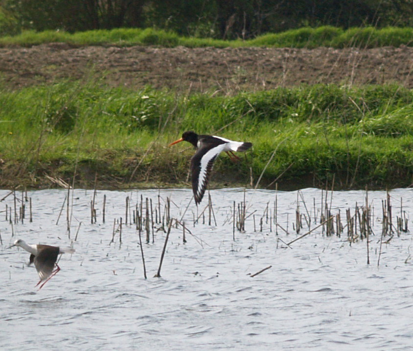 Beccaccia di mare .... sempre dal moso Cremasco